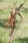 Pine barren sedge